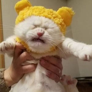 Meet your Posher, Yidan